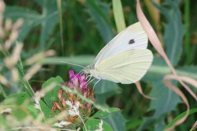 <i>Pieris rapae</i>