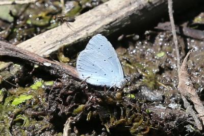 <i>Celastrina argiolus</i>