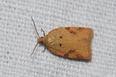 <i>Acleris ferrugana/notana</i>