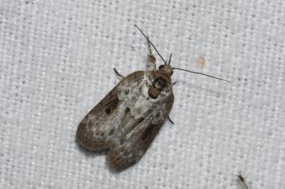 <i>Nycteola</i>