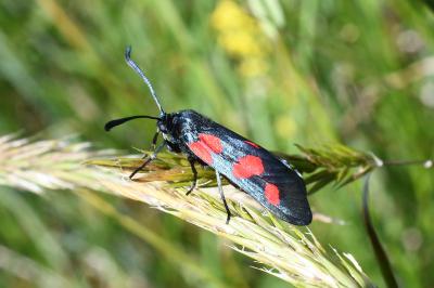 <i>Zygaena trifolii</i>