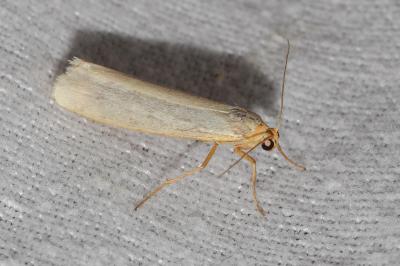 <i>Manulea palliatella</i>