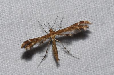 <i>Oxyptilus distans</i>