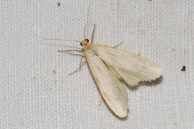 <i>Manulea palliatella</i>