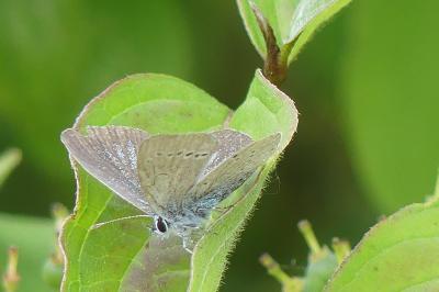 <i>Cupido minimus</i>