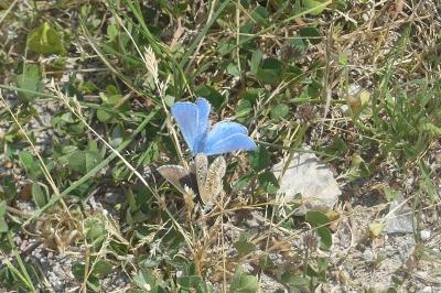 <i>Lysandra bellargus</i>