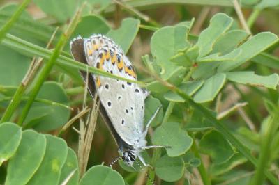 <i>Plebejus argyrognomon</i>