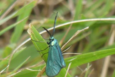 <i>Jordanita globulariae</i>