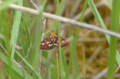 <i>Pyrausta purpuralis</i>