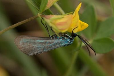 <i>Jordanita globulariae</i>