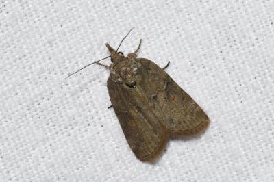 <i>Nycteola revayana</i>
