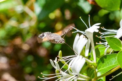 <i>Macroglossum stellatarum</i>