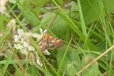 <i>Pyrausta purpuralis</i>