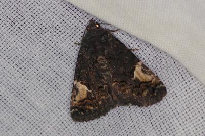 <i>Aedia funesta</i>