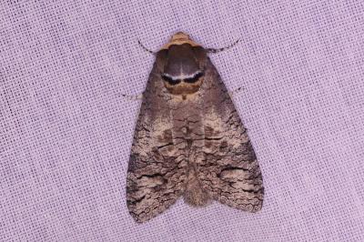 <i>Cossus cossus</i>