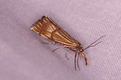 <i>Chrysocrambus linetella</i>