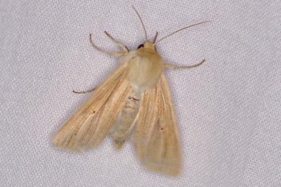 <i>Mythimna pallens</i>
