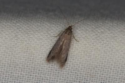 <i>Coleophora</i>
