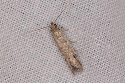 <i>Phycitodes</i>