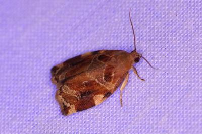 <i>Archips xylosteana</i>