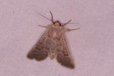 <i>Hoplodrina</i>