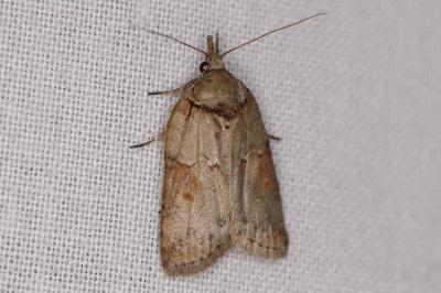 <i>Nycteola</i>