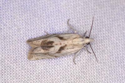 <i>Eucosma metzneriana</i>
