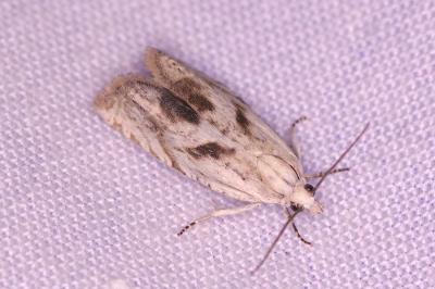 <i>Eucosma metzneriana</i>