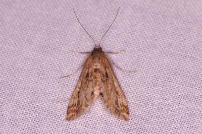 <i>Cataclysta lemnata</i>