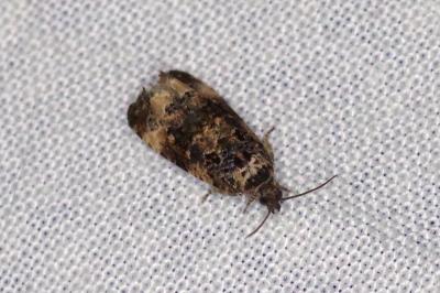 <i>Endothenia</i>