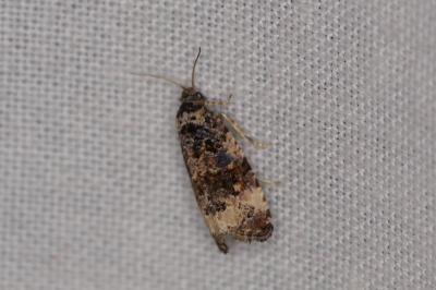 <i>Endothenia</i>