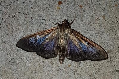 <i>Cydalima perspectalis</i>