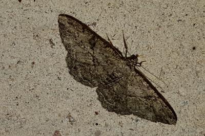 <i>Peribatodes rhomboidaria</i>
