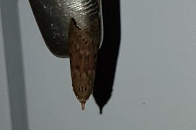 <i>Aphomia sociella</i>