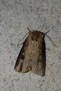 <i>Axylia putris</i>