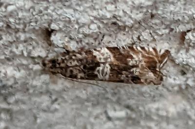<i>Celypha cespitana</i>