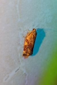 <i>Archips xylosteana</i>