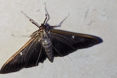 <i>Cydalima perspectalis</i>