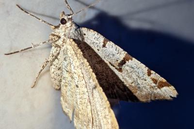 <i>Macaria wauaria</i>