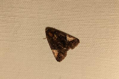 <i>Tyta luctuosa</i>