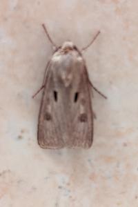 <i>Agrotis exclamationis</i>