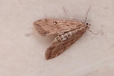 <i>Parapoynx stratiotata</i>