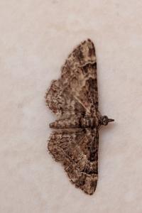 <i>Gymnoscelis rufifasciata</i>