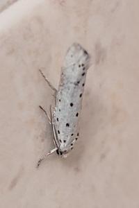 <i>Yponomeuta</i>