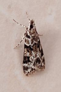 <i>Eudonia delunella</i>