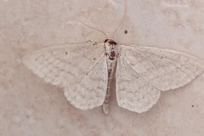 <i>Idaea subsericeata</i>