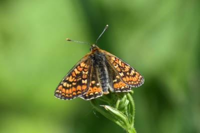 <i>Euphydryas aurinia</i>