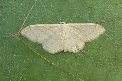 <i>Idaea straminata</i>