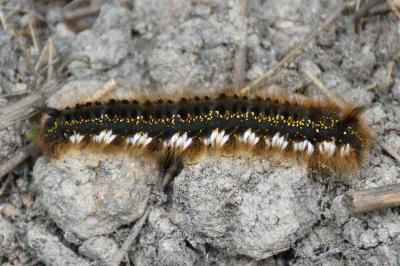 <i>Euthrix potatoria</i>