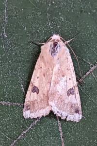 <i>Heliothis peltigera</i>